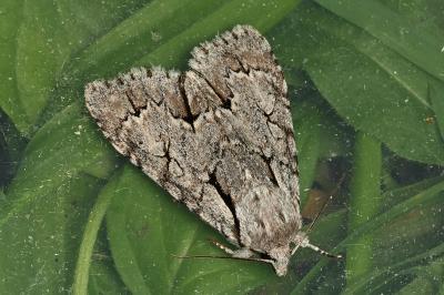<i>Acronicta psi/tridens</i>