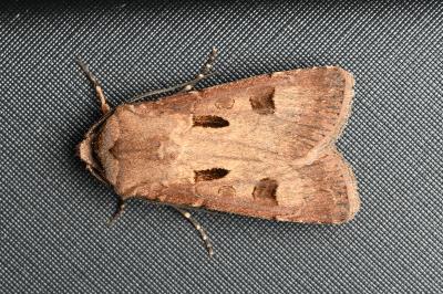 <i>Agrotis exclamationis</i>