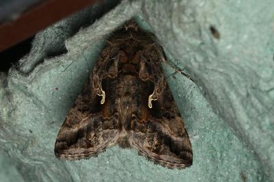<i>Autographa gamma</i>