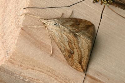 <i>Evergestis forficalis</i>