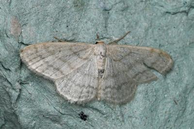 <i>Idaea subsericeata</i>