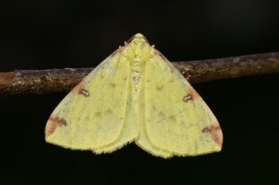 <i>Opisthograptis luteolata</i>