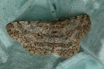 <i>Hypomecis punctinalis</i>