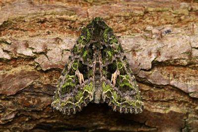 <i>Trachea atriplicis</i>