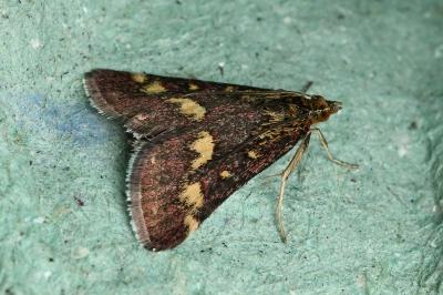 <i>Pyrausta purpuralis</i>