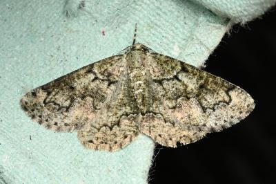 <i>Cleorodes lichenaria</i>