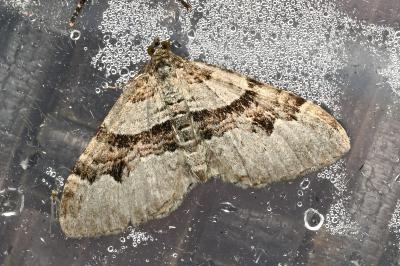 <i>Xanthorhoe designata</i>