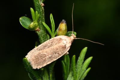 <i>Agonopterix</i>