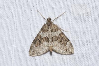 <i>Thera variata</i>