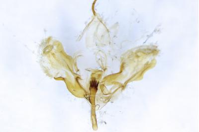 <i>Thera variata</i>