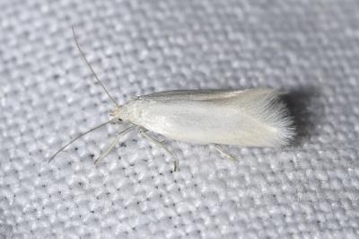 <i>Elachista argentella</i>