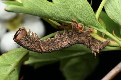 <i>Allophyes oxyacanthae</i>