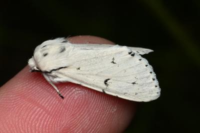 <i>Acronicta leporina</i>