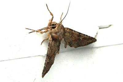 <i>Apamea sordens</i>