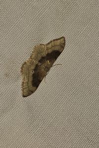 <i>Idaea degeneraria</i>