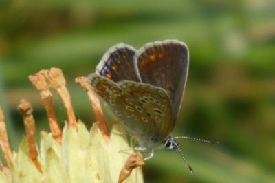 <i>Polyommatus icarus</i>