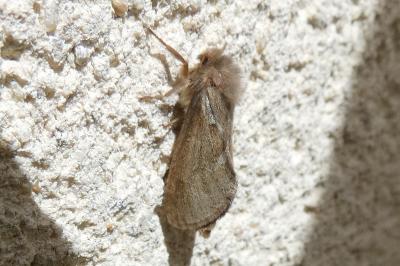 <i>Korscheltellus lupulinus</i>