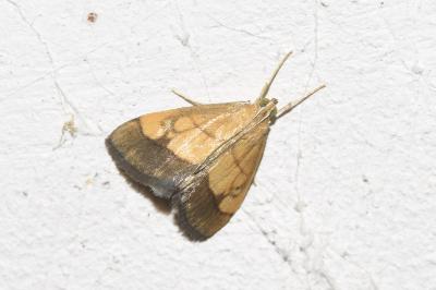 <i>Evergestis limbata</i>