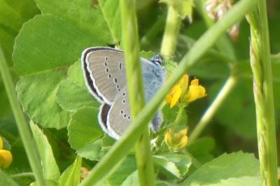<i>Cyaniris semiargus</i>