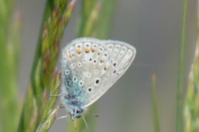 <i>Polyommatus icarus</i>