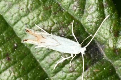 <i>Phyllonorycter harrisella</i>