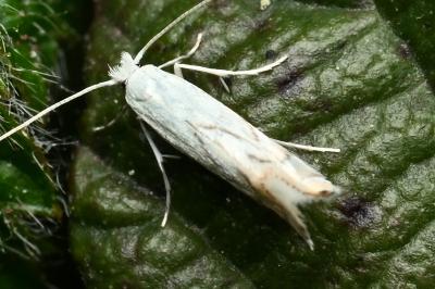 <i>Phyllonorycter harrisella</i>