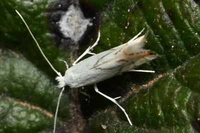 <i>Phyllonorycter harrisella</i>