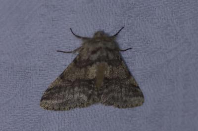 <i>Lycia hirtaria</i>