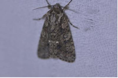 <i>Acronicta rumicis</i>