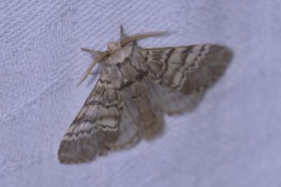 <i>Drymonia ruficornis</i>