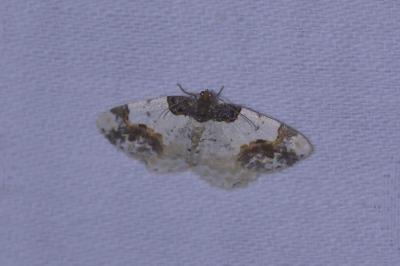 <i>Ligdia adustata</i>