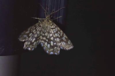 <i>Chiasmia clathrata</i>