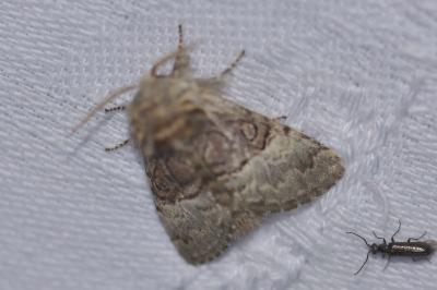 <i>Colocasia coryli</i>