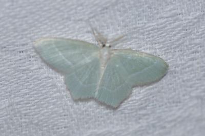 <i>Jodis lactearia</i>