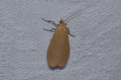 <i>Wittia sororcula</i>