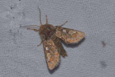 <i>Panolis flammea</i>