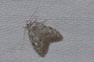 <i>Nola confusalis</i>