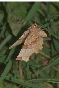 <i>Selenia lunularia</i>