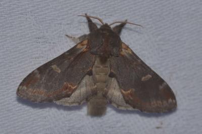 <i>Notodonta dromedarius</i>