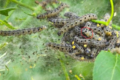 <i>Yponomeuta cagnagella</i>