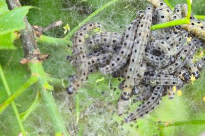 <i>Yponomeuta cagnagella</i>