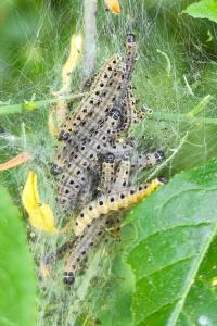 <i>Yponomeuta cagnagella</i>