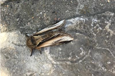 <i>Pheosia tremula</i>