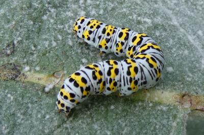 <i>Cucullia verbasci</i>