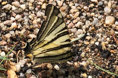 <i>Iphiclides podalirius</i>