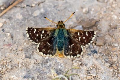 <i>Spialia sertorius</i>