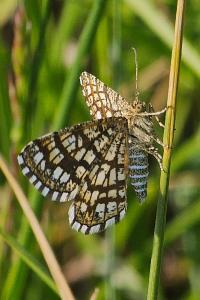 <i>Chiasmia clathrata</i>