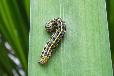 <i>Orthosia miniosa</i>