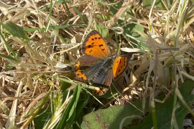 <i>Lycaena phlaeas</i>