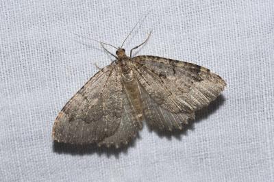 <i>Triphosa dubitata</i>